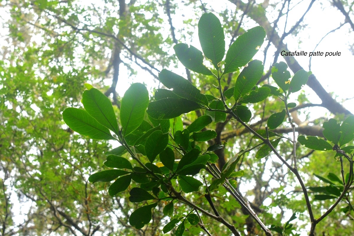 Melicope obtusifolia Catafaille patte poule Rutaceae Endémique La Réunion , Maurice 689.jpeg