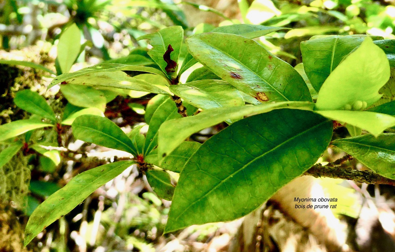 Myonima obovata .bois de prune marron.bois de prune rat.rubiaceae.endémique Réunion Maurice.jpeg