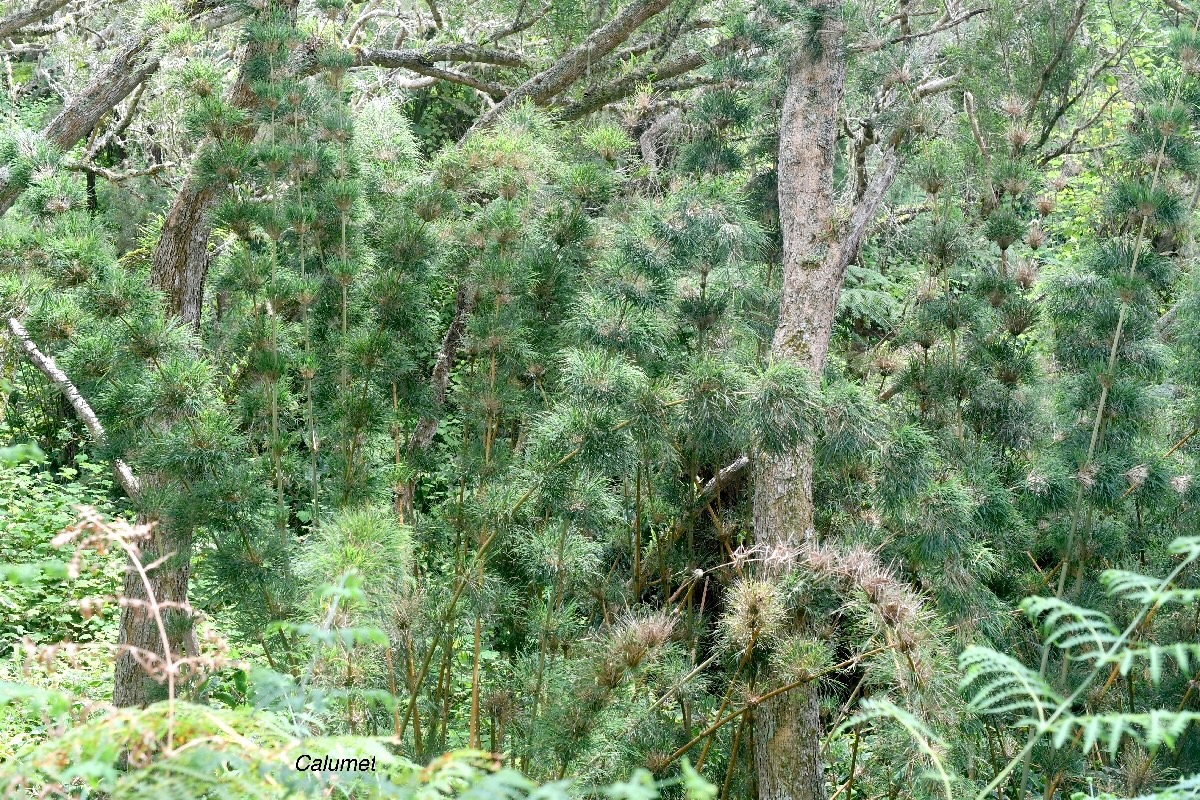 Nastus borbonicus Calumet Poaceae Endémique La Réunion 743.jpeg