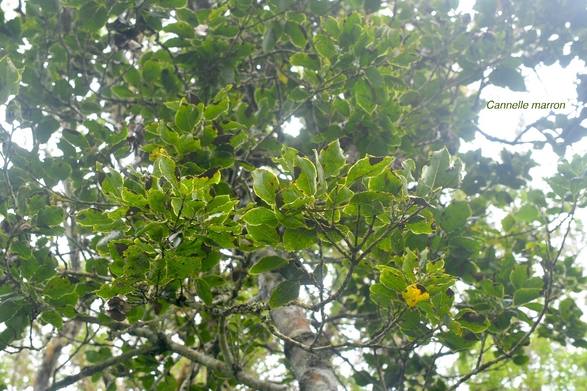 Ocotea obtusata Cannelle marron Lauraceae Endémique La Réunion,Maurice 672.jpeg