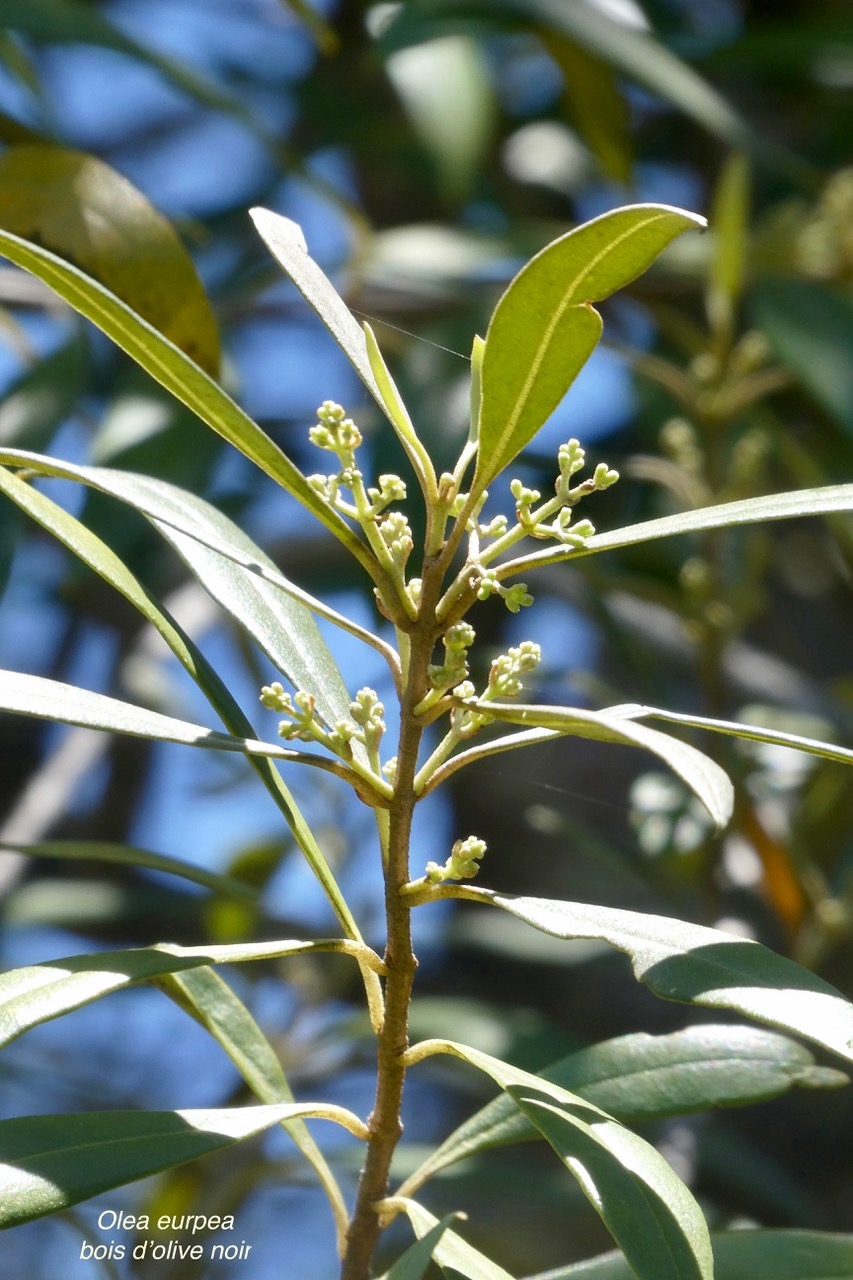 Olea europaea.bois d’olive noir.oleaceae.indigène Réunion..jpeg