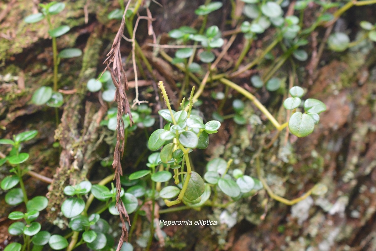 Peperomia elliptica Piperaceae Endémique La Réunion, Maurice 723.jpeg