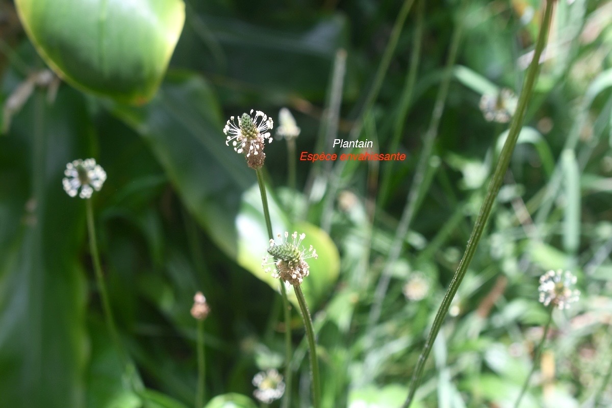 Plantago lanceolata Plantain Plantaginaceae E E 784.jpeg