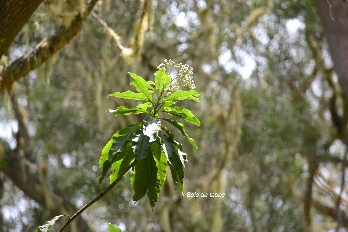 Psiadia laurifolia Bois de tabac Asteraceae Endémique La Réunion 759.jpeg