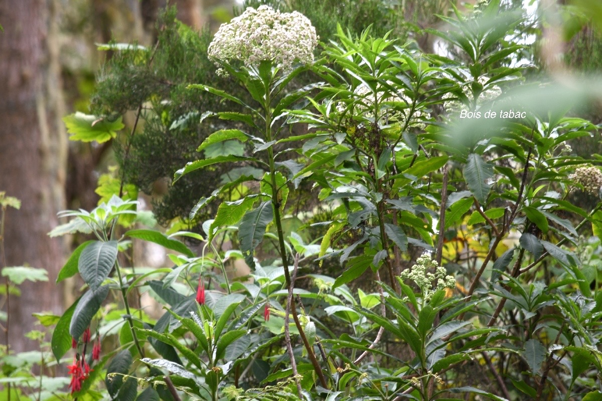 Psiadia laurifolia Bois de tabac Asteraceae Endémique La Réunion 772.jpeg