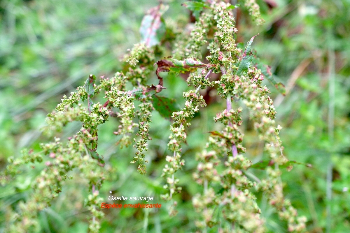 Rumex abyssinicus Oseille sauvage Polygonaceae E E 774.jpeg