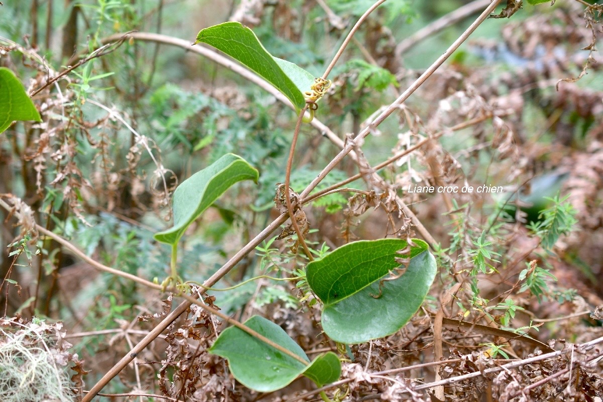 Smilax anceps Liane croc de chien Smilacaceae Indigène La Réunion 758.jpeg