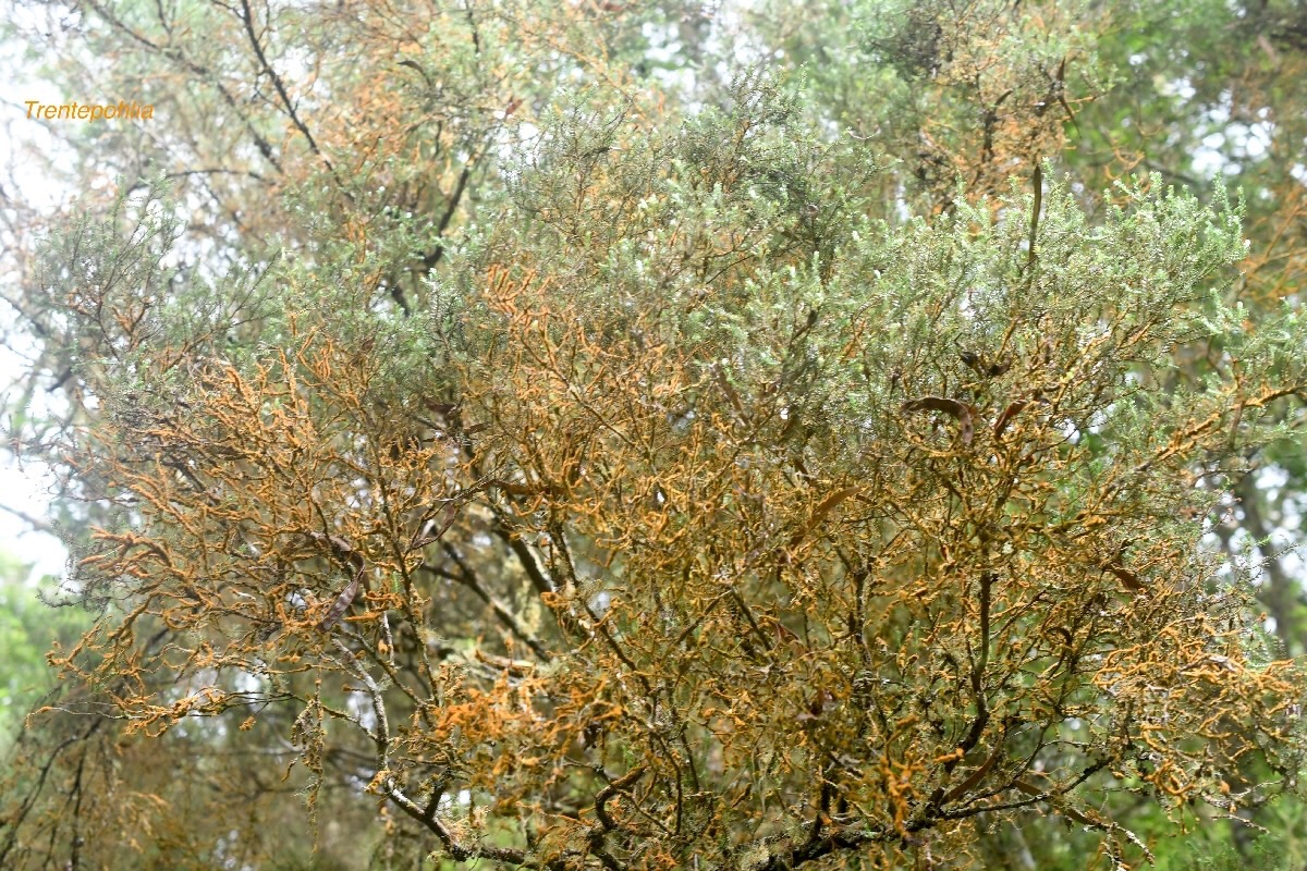 Trentepohlia ( Algues oranges ) sur Erica reunionensis (Branle vert ) 728.jpeg