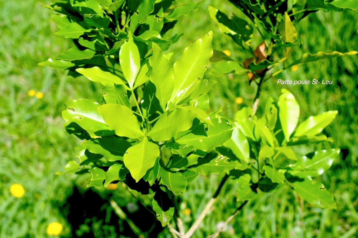 Vepris lanceolata Patte poule St- Leu Rutaceae Indigène La Réunion 651.jpeg