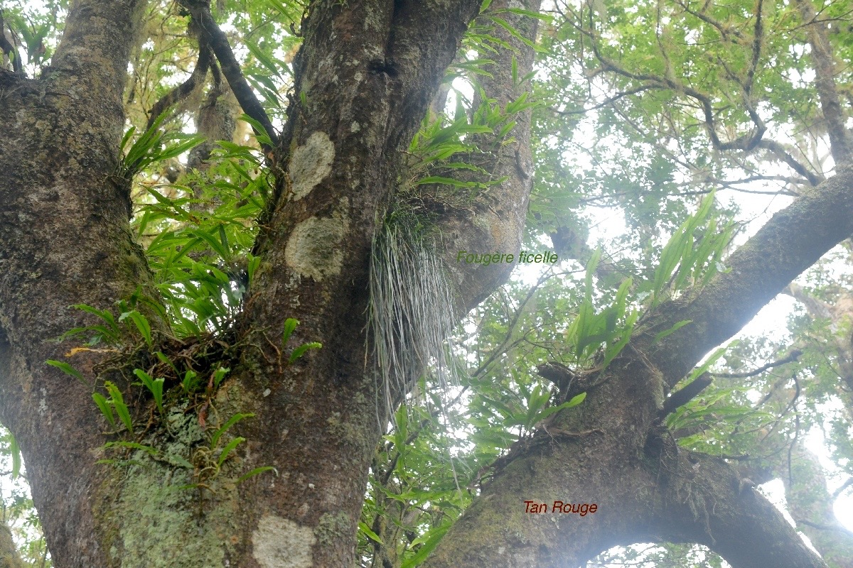 Vittaria isoetifolia Fougère ficelle Pteridaceae sur Tan Rouge Indigène La Réunion 706.jpeg