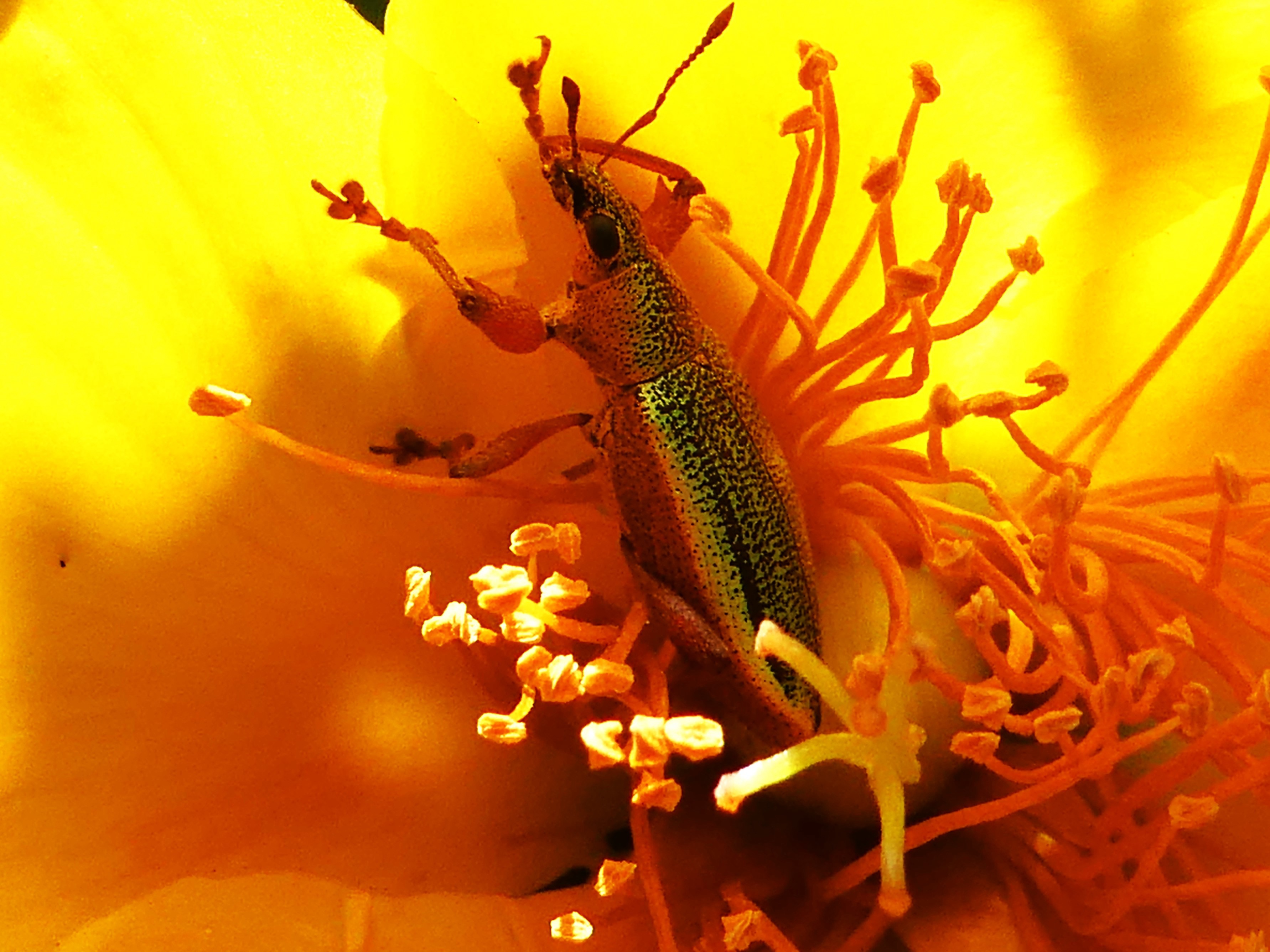 Cratopus sumptuosus dans Hypericum lanceolatum (4).JPG