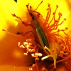 Cratopus sumptuosus dans Hypericum lanceolatum (4).JPG