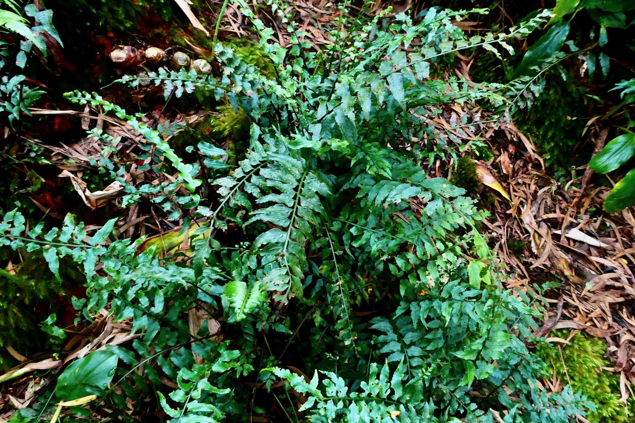 Asplenium boltonii  ?? aspleniaceae indigène Réunion.jpeg