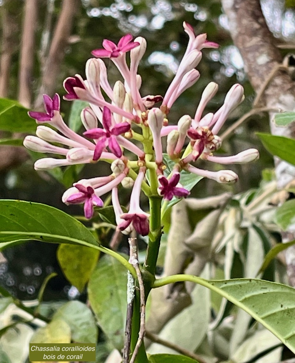 Chassalia corallioides Bois de corail  bois de lousteau rubiaceae.endémique Réunion. (1).jpeg