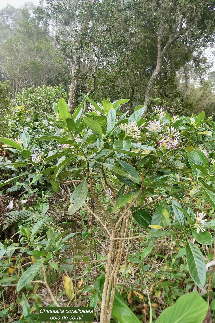 Chassalia corallioides Bois de corail  bois de lousteau rubiaceae.endémique Réunion. (2).jpeg