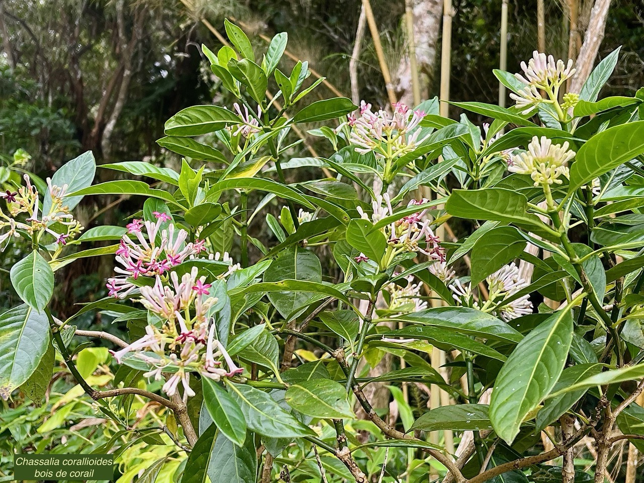 Chassalia corallioides Bois de corail  bois de lousteau rubiaceae.endémique Réunion.jpeg