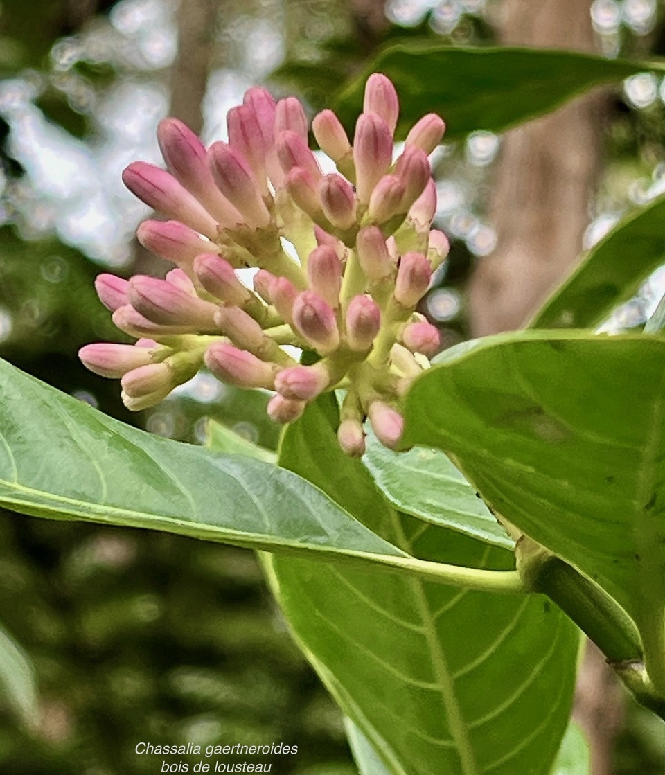 Chassalia gaertneroides. bois de lousteau.bois de merle.rubiaceae.endémique Réunion. (1).jpeg