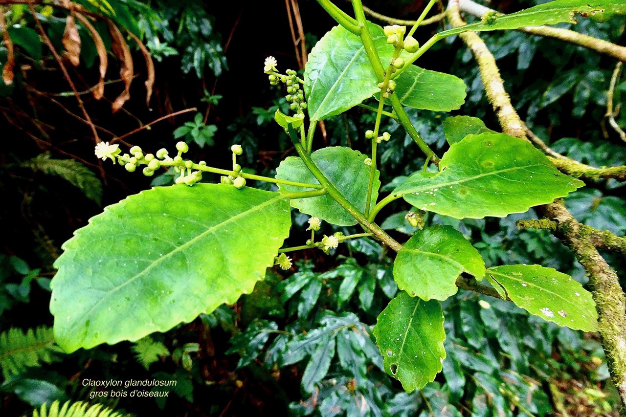 Claoxylon glandulosum.gros bois d’oiseaux.euphorbiaceae.endémique Réunion. (1).jpeg