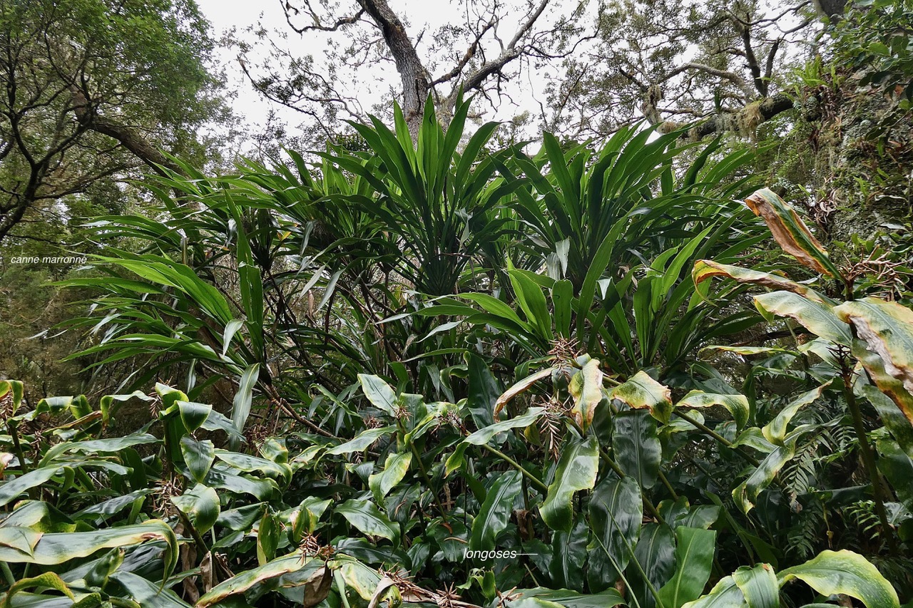 cordyline mauritiana.canne marronne.asparagaceae.endémique Réunion Maurice.à l'arrière et Hedychium gardnerianum .longose à fleurs jaunes.( au premier plan ) zingiberaceae.espèce très envahissante..jpeg