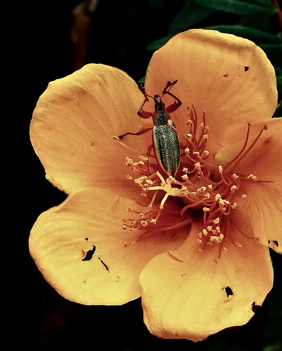 Cratopus sumptuosus sur fleur jaune .hypericum lanceolatum.jpeg