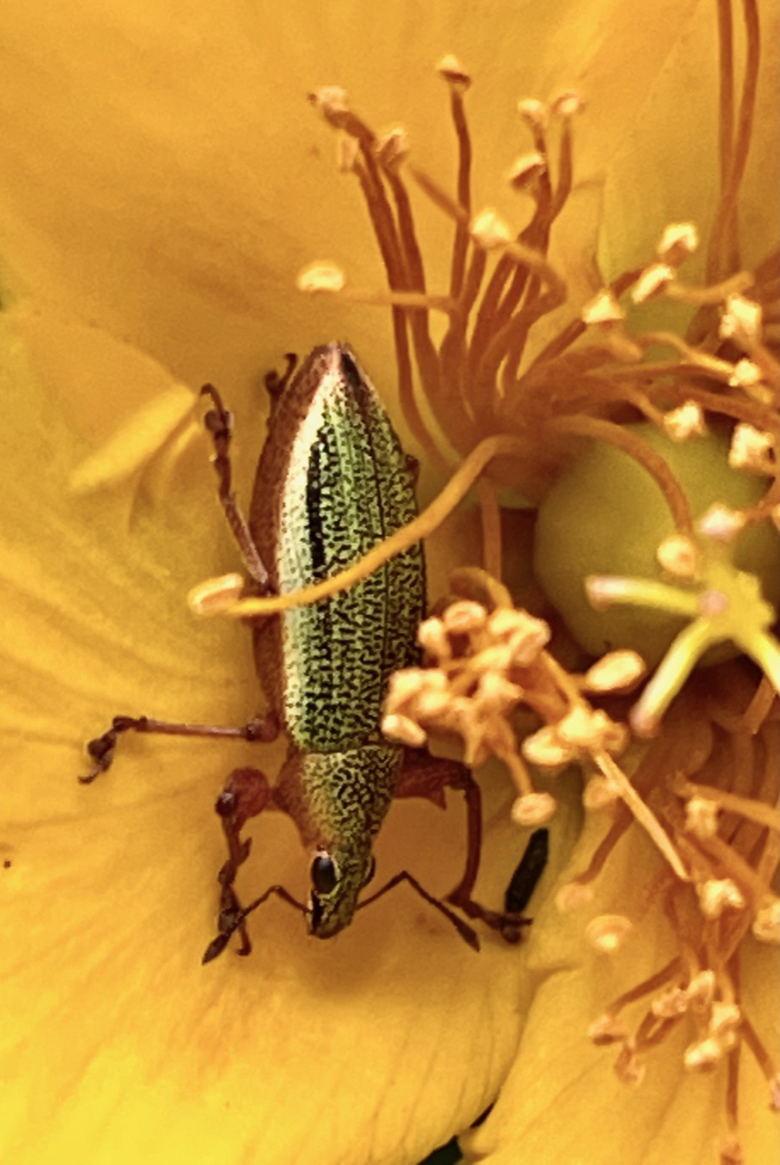 Cratopus sumptuosus sur fleur jaune .hypericum lanceolatum.jpeg.jpeg