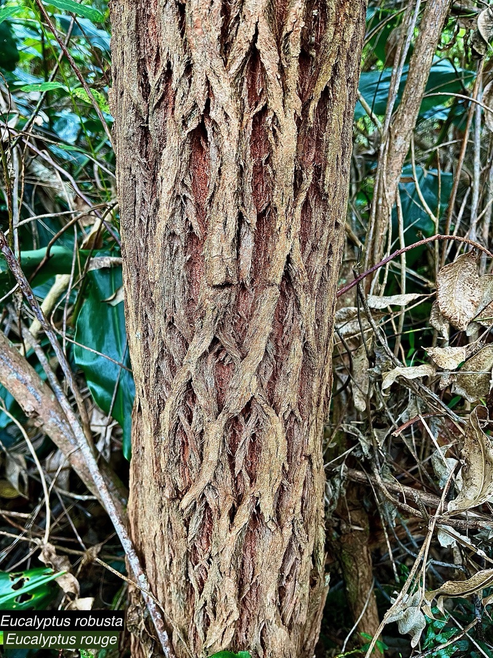 Eucalyptus robusta Sm. eucalyptus rouge.( écorce ) myrtaceae.espèce culticée..jpeg