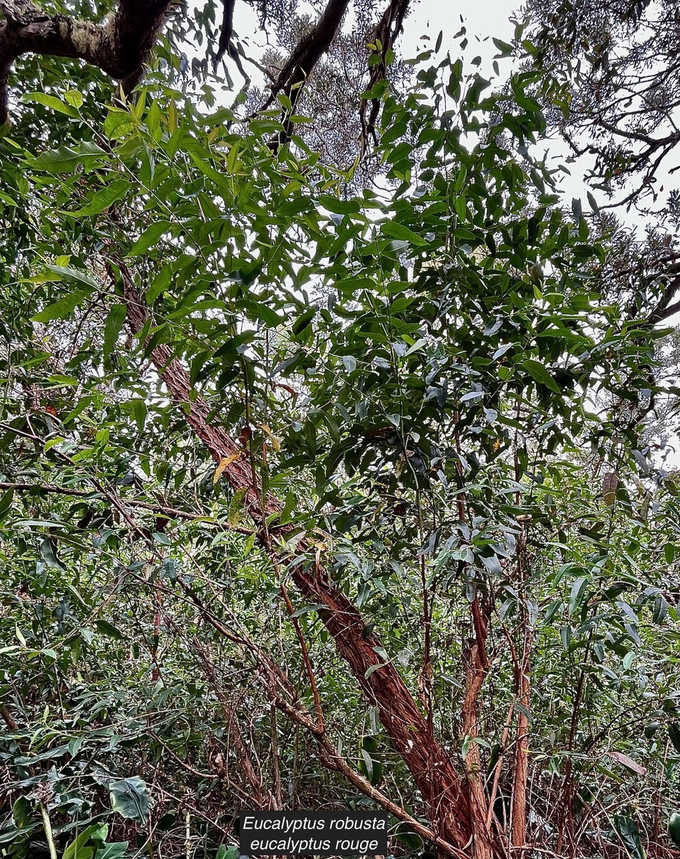 Eucalyptus robusta Sm. eucalyptus rouge.myrtaceae.espèce culticée..jpeg