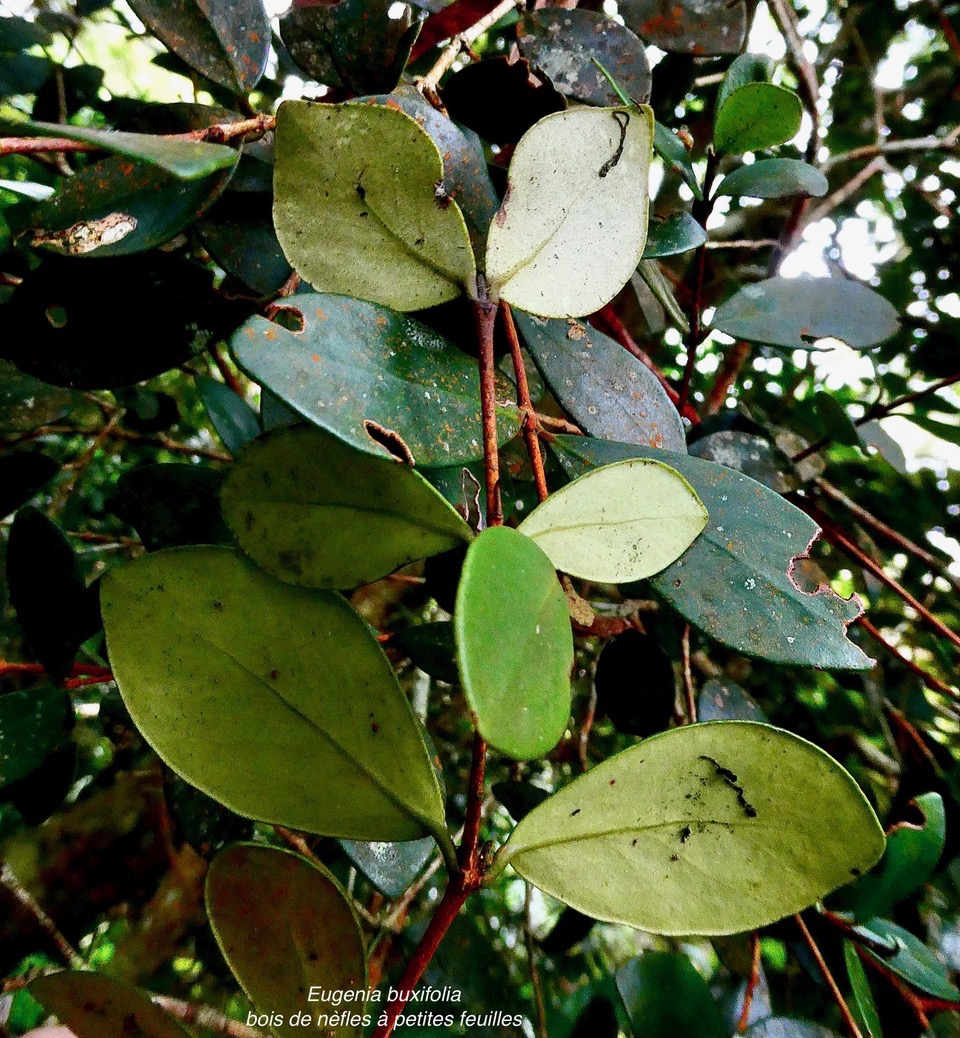 Eugenia buxifolia .bois de nèfles à petites feuilles.myrtaceae. endémique Réunion. (1).jpeg