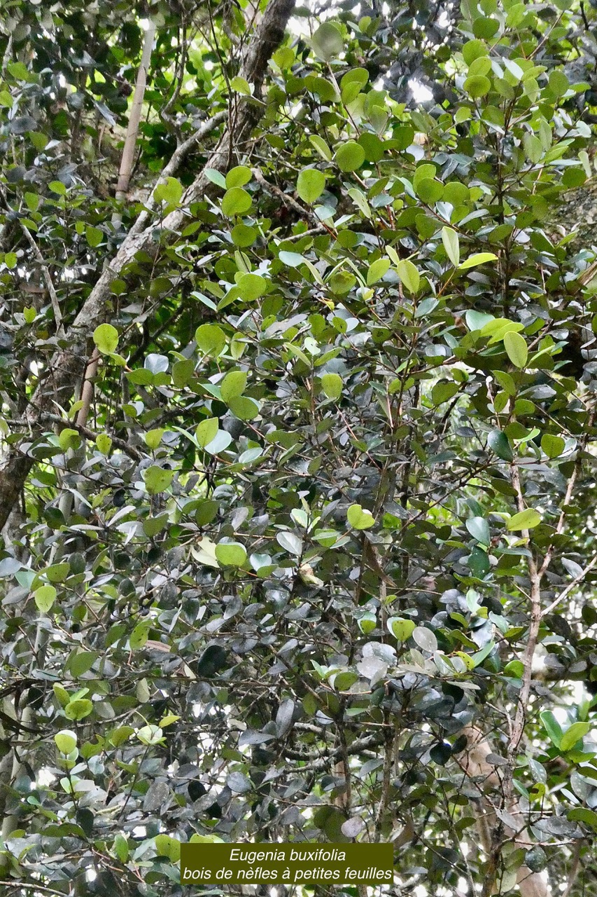 Eugenia buxifolia .bois de nèfles à petites feuilles.myrtaceae. endémique Réunion. (2).jpeg