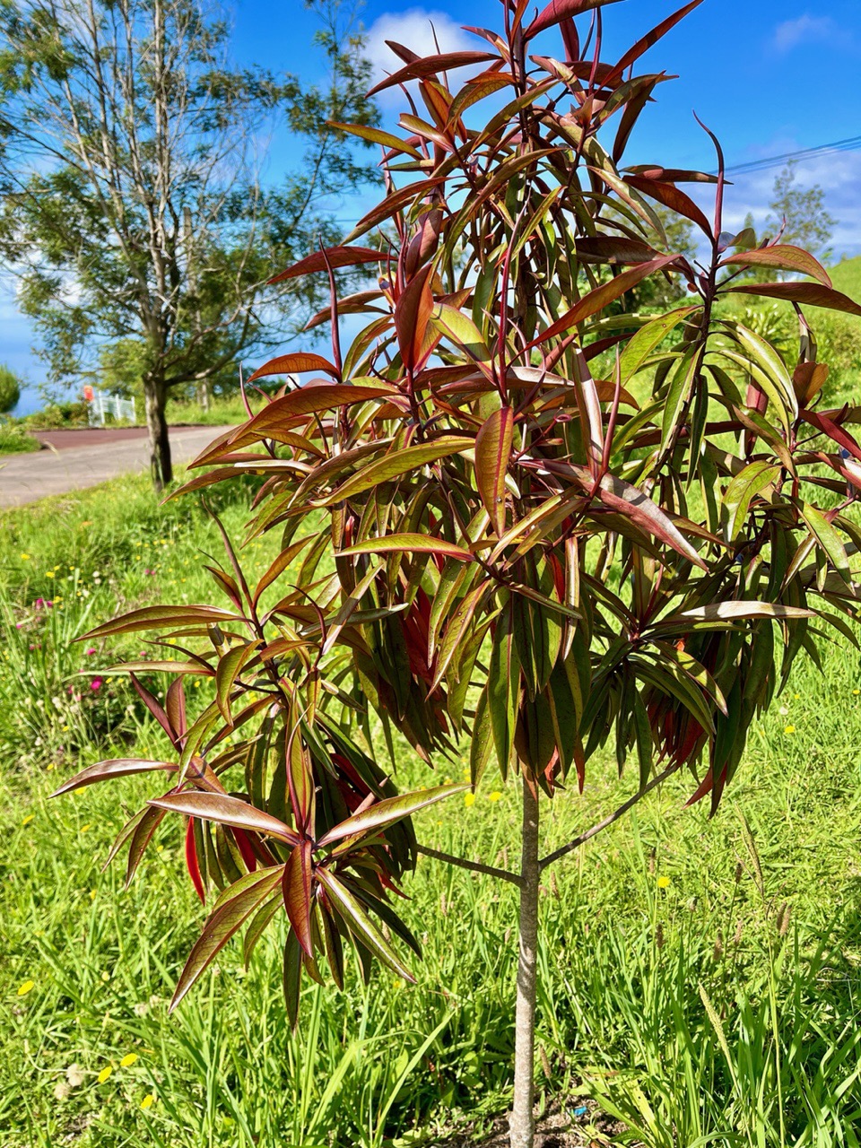 Foetidia mauritiana.bois puant.lecythidaceae.endémique Réunion Maurice.jpeg