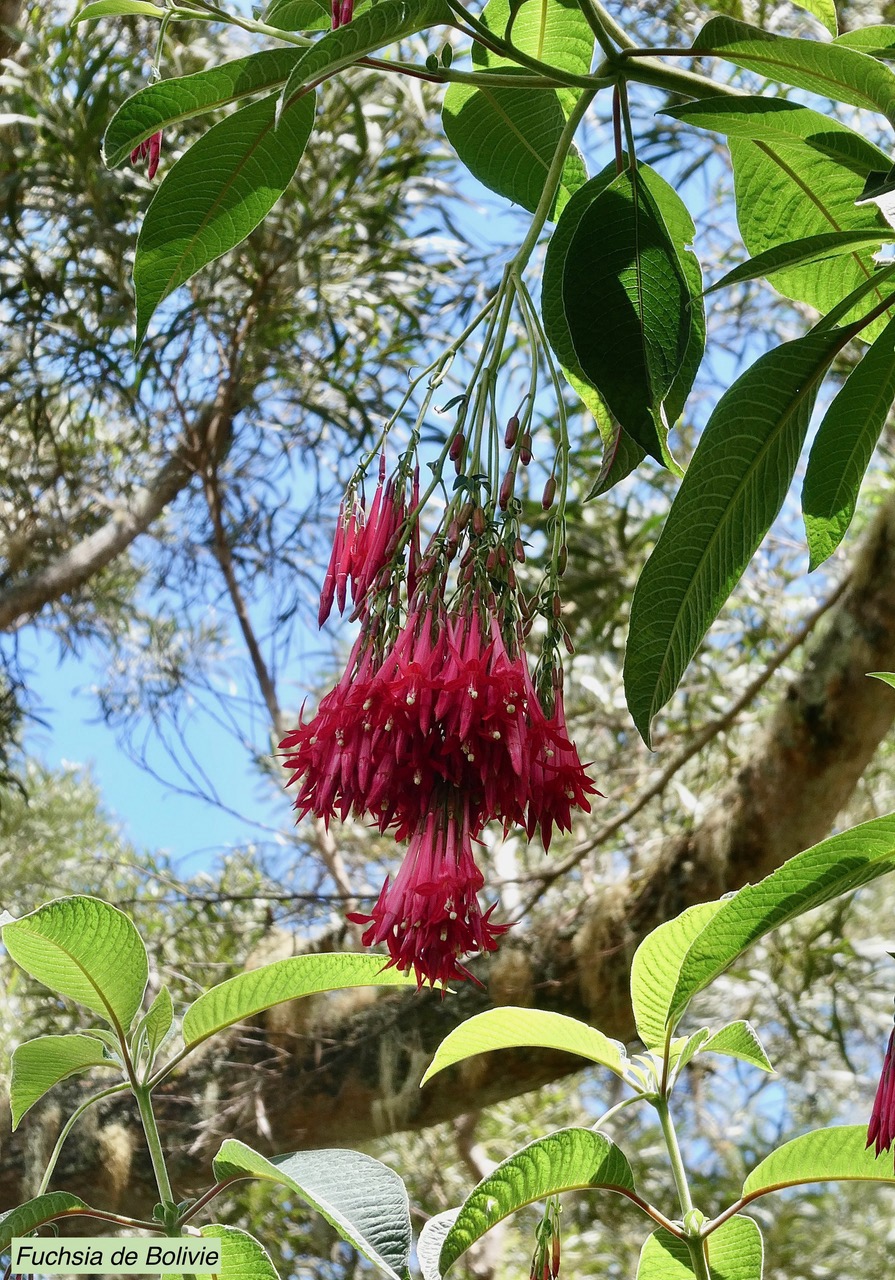 Fuchsia boliviana.fuchsia de Bolivie.fuchsia à grandes fleurs.onagraceae.espèce envahissante. (1).jpeg