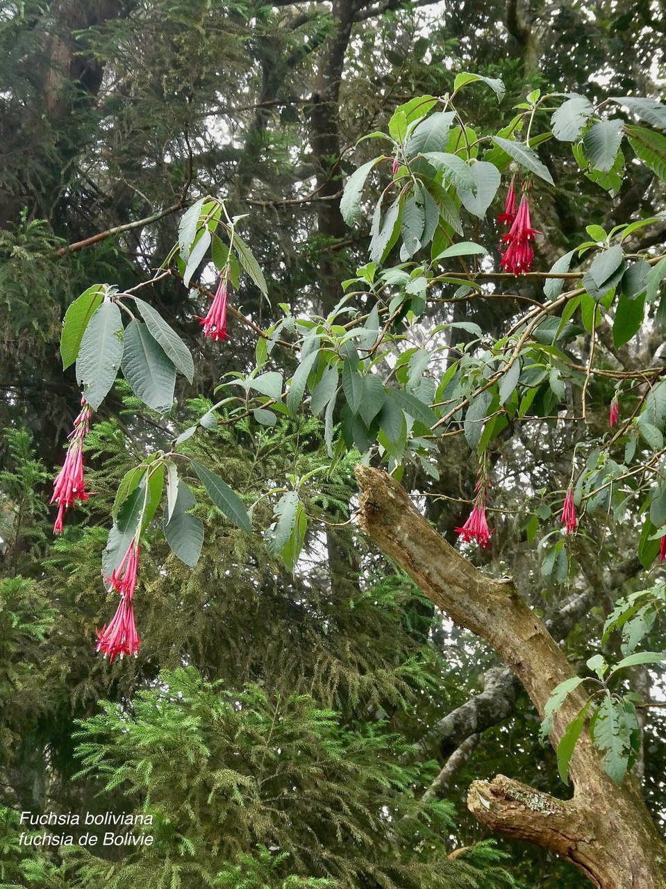 Fuchsia boliviana.fuchsia de Bolivie.fuchsia à grandes fleurs.onagraceae.espèce envahissante..jpeg