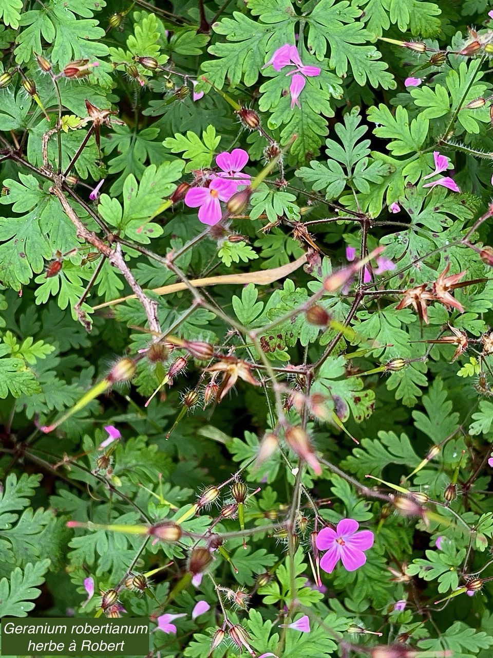 Geranium robertianum.herbe à Robert.geraniaceae.espèce envahissante (1).jpeg