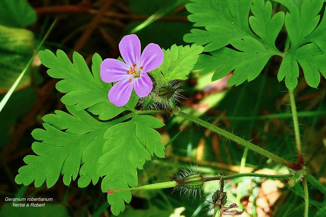 Geranium robertianum.herbe à Robert.geraniaceae.espèce envahissante.jpeg