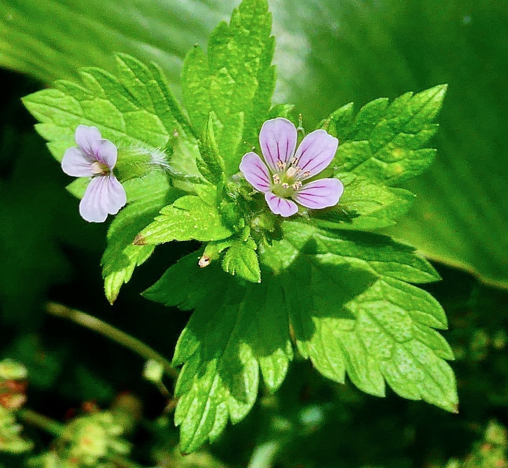 Geranium sibiricum  ?? .geraniaceae. (2).jpeg