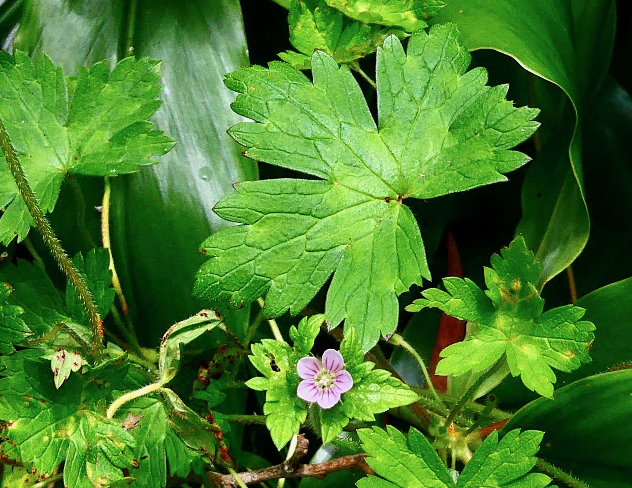 Geranium sibiricum  ?? .geraniaceae..jpeg