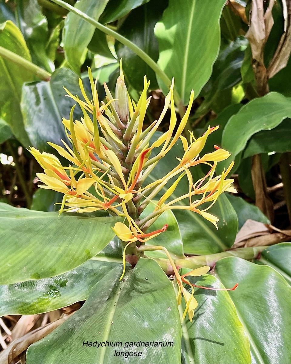 Hedychium gardnerianum .longose à fleurs jaunes.zingiberaceae.espèce très envahissante..jpeg