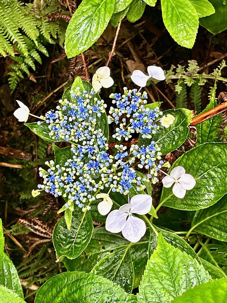 Hydrangea macrophylla.hortensia .hydrangeaceae.exotique .envahissante.jpeg