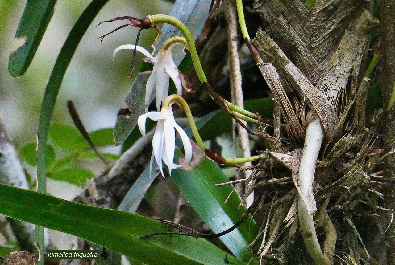 Jumellea triquetra .orchidaceae.endémique Réunion. (1).jpeg