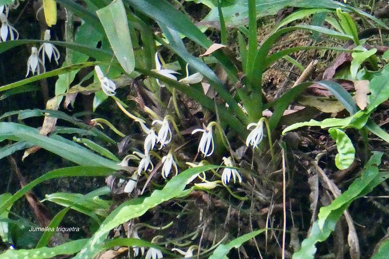 Jumellea triquetra .orchidaceae.endémique Réunion. (2).jpeg