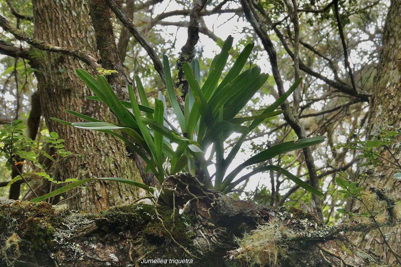 Jumellea triquetra .orchidaceae.endémique Réunion..jpeg