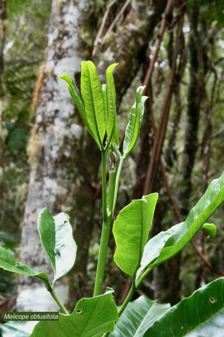 Melicope obtusifolia.gros patte poule.rutaceae. endémique Réunion Maurice (1).jpeg