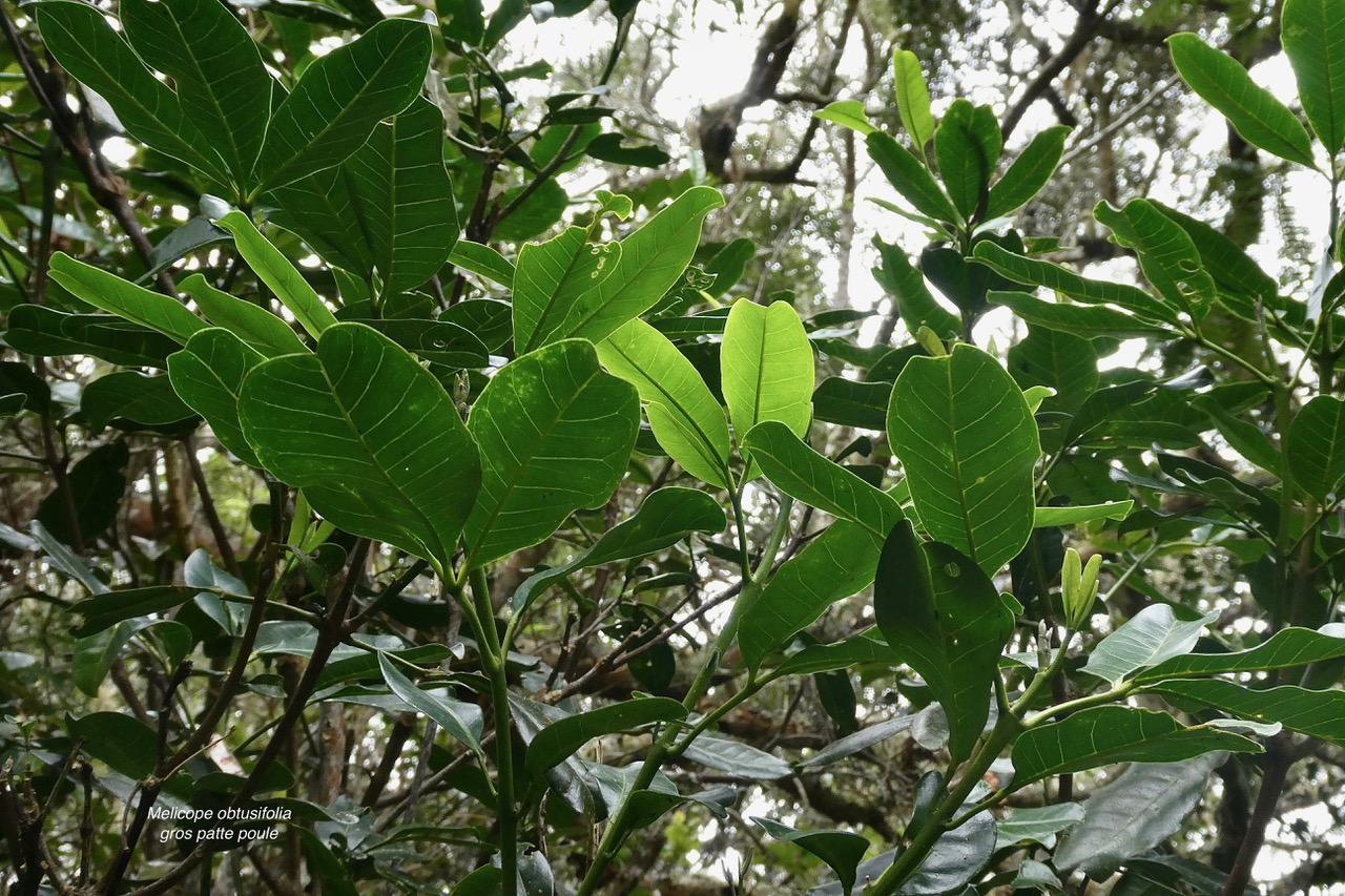 Melicope obtusifolia.gros patte poule.rutaceae. endémique Réunion Maurice (2).jpeg