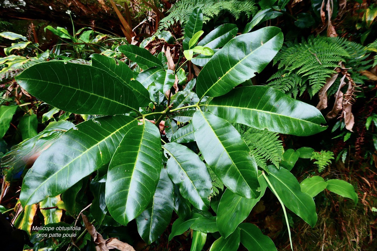 Melicope obtusifolia.gros patte poule.rutaceae. endémique Réunion Maurice.jpeg