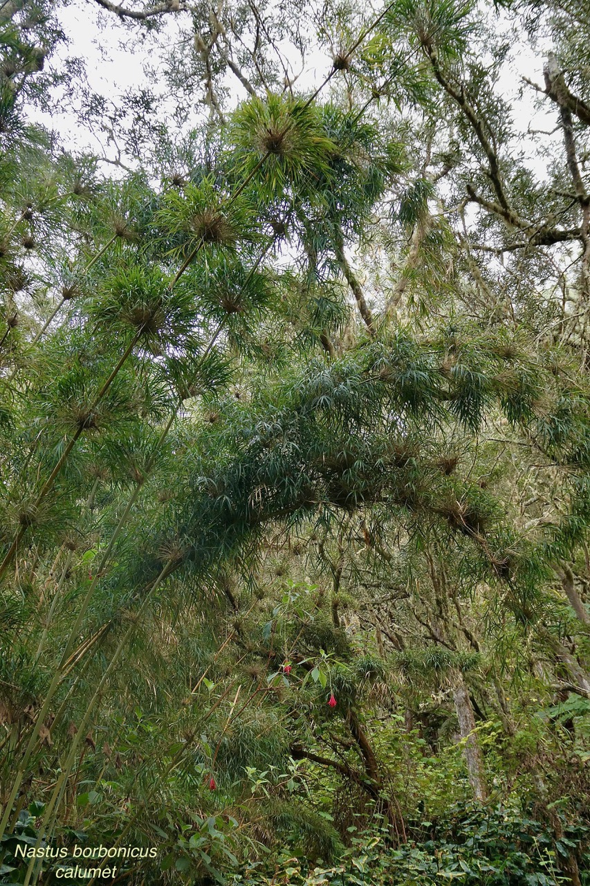 Nastus borbonicus.calumet. bambou de la Réunion.poaceae.endémique Réunion. (1).jpeg