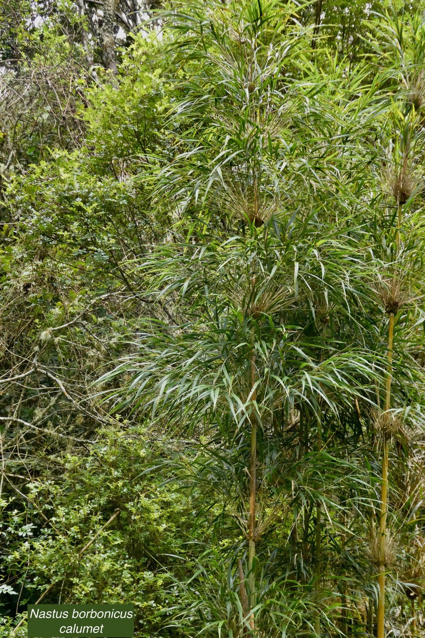 Nastus borbonicus.calumet. bambou de la Réunion.poaceae.endémique Réunion..jpeg