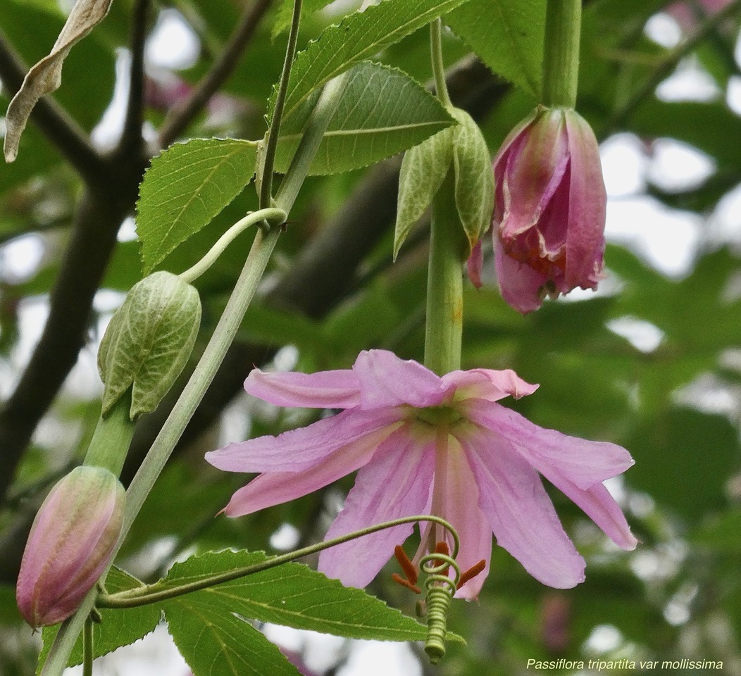 Passiflora tripartita (Juss.) Poir. var. mollissima.fruit de la passion banane.passifloraceae.cultivé.très envahissant. (1).jpeg