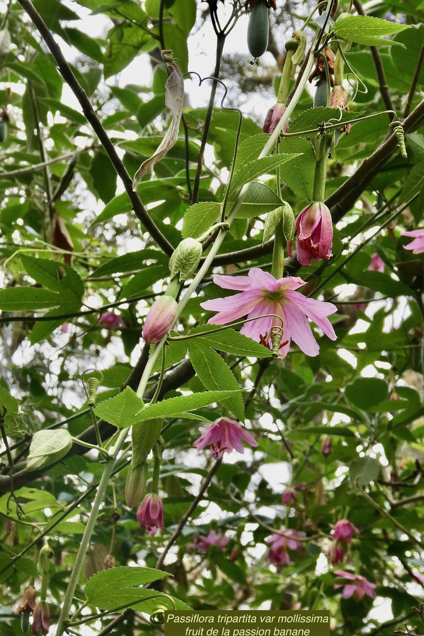 Passiflora tripartita (Juss.) Poir. var. mollissima.fruit de la passion banane.passifloraceae.cultivé.très envahissant..jpeg