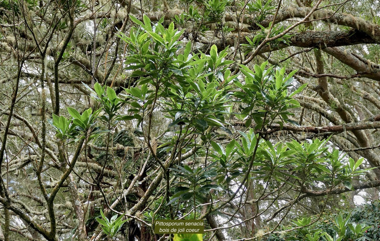 Pittosporum senacia.subsp reticulatum.bois de joli coeur des hauts.pittosporaceae.endémique Réunion. (1).jpeg