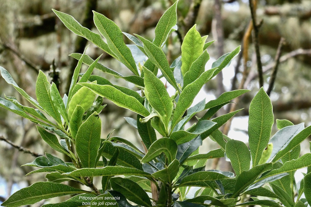 Pittosporum senacia.subsp reticulatum.bois de joli coeur des hauts.pittosporaceae.endémique Réunion. (2).jpeg